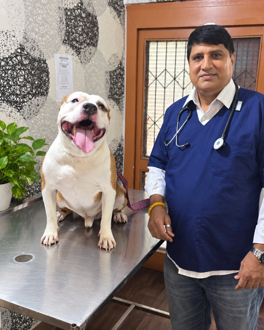 Dr. Vinod Dahiya treating your beautiful pet.